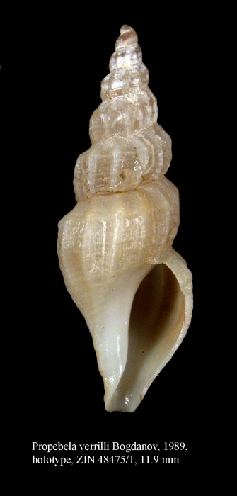 Propebela verrilli Bogdanov, 1989.Holotype