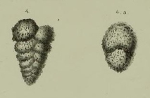 Textularia agglutinans Seguenza, 1862