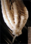 Crotalomertra sulcata AH Clark 1912, Leiden Holotype ZMA.ECH.CR.2026