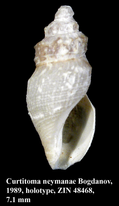 Curtitoma neymanae Bogdanov, 1989. Holotype Curtitoma neymanae Bogdanov, 1989. Holotype