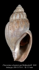 Pleurotoma schantaricum Middendorff, 1849. Holotype