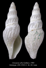 Oenopota alba Golikov, 1985. Holotype