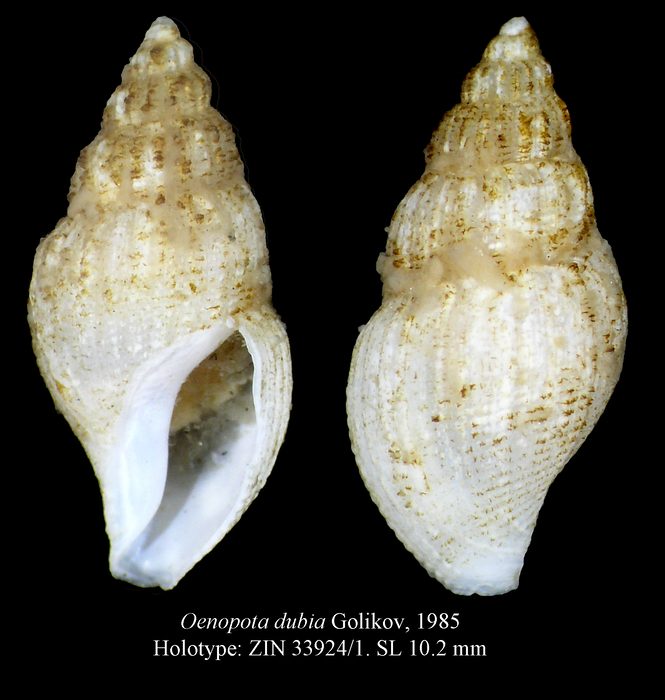 Oenopota dubia Golikov, 1985. Holotype