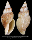 Oenopota laticostulata Golikov, 1985. Holotype