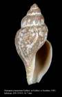 Oenopota tenuistriata Golikov, 1985. Holotype