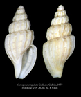Oenopota cingulata Golikov & Gulbin, 1977. Holotype