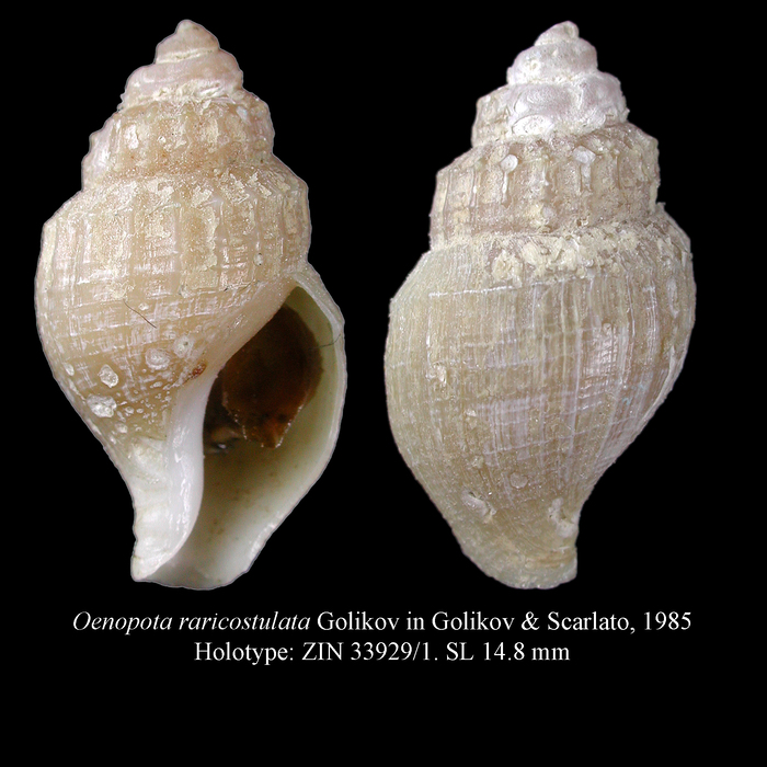 Oenopota raricostulata Golikov, 1985. Holotype