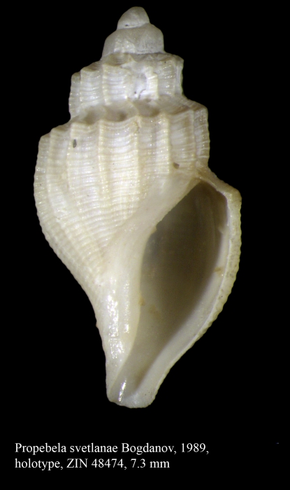 Propebela svetlanae Bogdanov, 1989. Holotype