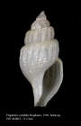 Propebela variabilis Bogdanov, 1990. Holotype