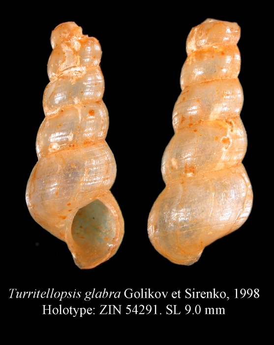 Turritellopsis glabra Golikov & Sirenko, 1998. Holotype