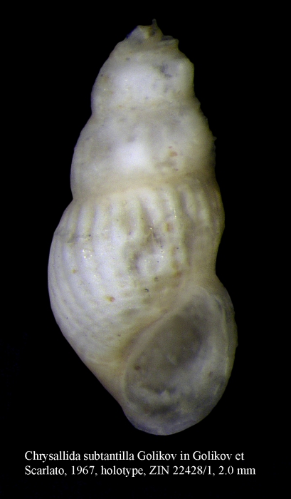 Chrysallida subtantilla Golikov, 1967. Holotype Chrysallida subtantilla Golikov, 1967. Holotype