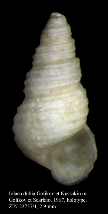 Iolaea dubia Golikov & Kussakin, 1967. Holotype