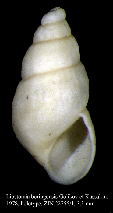 Liostomia beringensis Golikov & Kussakin, 1978. Holotype Liostomia beringensis Golikov & Kussakin, 1978. Holotype