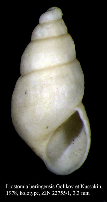 Liostomia beringensis Golikov & Kussakin, 1978. Holotype