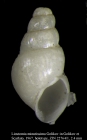 Liostomia minutissima Golikov, 1967. Holotype