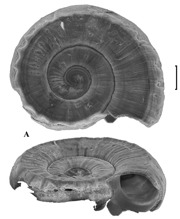 Ammonicera shornikovi Chernyshev, 2003. Holotype, scale 100 mkm Ammonicera shornikovi Chernyshev, 2003. Holotype, scale 100 mkm