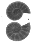Ammonicera vladivostokensis Chernyshev, 2003. Holotype. Scale 100 mkm