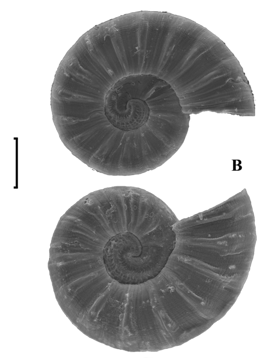 Ammonicera vladivostokensis Chernyshev, 2003. Holotype. Scale 100 mkm Ammonicera vladivostokensis Chernyshev, 2003. Holotype. Scale 100 mkm