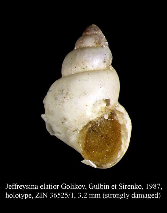 Jeffreysina elatior Golikov, Gulbin & Sirenko, 1987. Holotype Jeffreysina elatior Golikov, Gulbin & Sirenko, 1987. Holotype