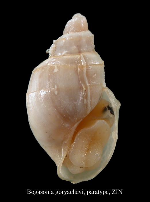 Bogasonia gorjachevi Chaban, 1998. Paratype