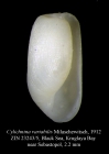 Cylichnina variabilis Milaschewitsch, 1912. Syntype