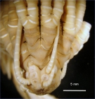 Antedon magnicirra Bell 1905, Cotype BMNH 1904.6.28.20-23