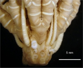 Antedon magnicirra Bell 1905, Cotype BMNH 1904.6.28.20-23