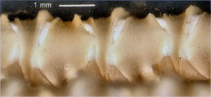 Antedon magnicirra Bell 1905, Cotype BMNH 1904.6.28