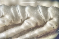 Antedon magnicirra Bell 1905, Cotype BMNH 1904.6.28