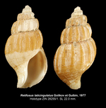 Retifusus laticingulatus Golikov & Gulbin, 1977. Holotype