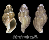 Plicifusus olivaceus Bartsch, 1929. Holotype