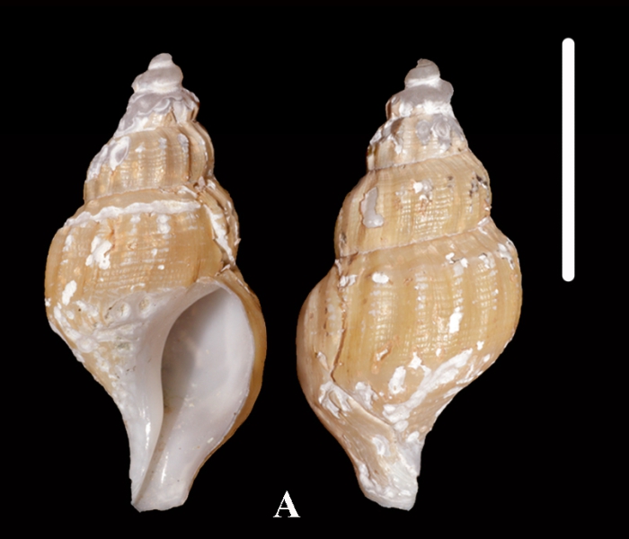 Retimohnia lussae Kosyan & Kantor, 2016. Holotype, SL 20.2 mm