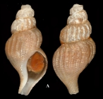 Retimohnia mcleani Kosyan & Kantor, 2016. Holotype, SL 22.5 mm