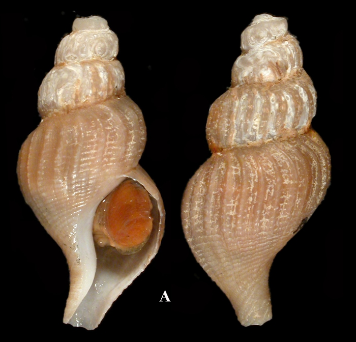 Retimohnia mcleani Kosyan & Kantor, 2016. Holotype, SL 22.5 mm Retimohnia mcleani Kosyan & Kantor, 2016. Holotype, SL 22.5 mm