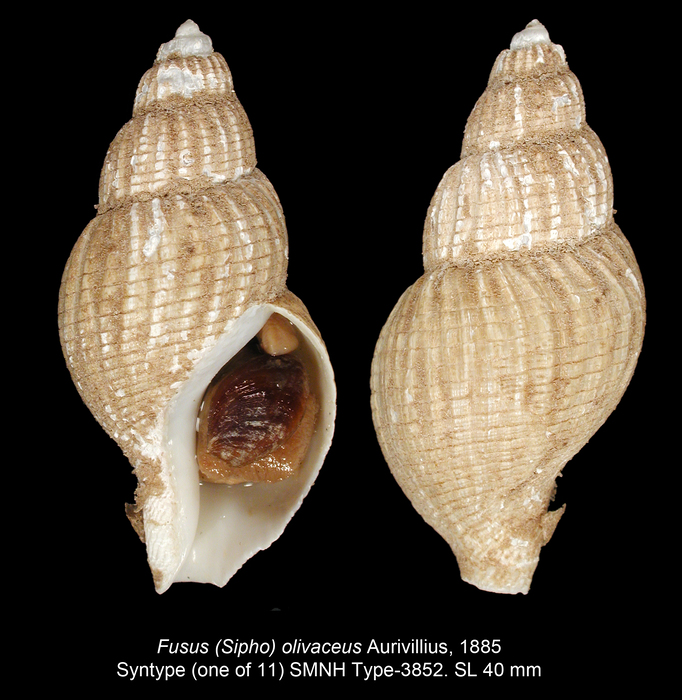 Fusus olivaceus Aurivillius, 1885. Syntype Fusus olivaceus Aurivillius, 1885. Syntype