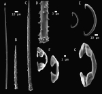 holotype spicules