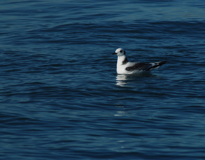 dwergmeeuw - Larus minutus dwergmeeuw - Larus minutus