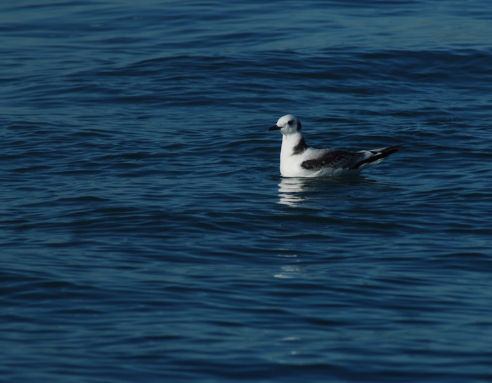 dwergmeeuw - Larus minutus