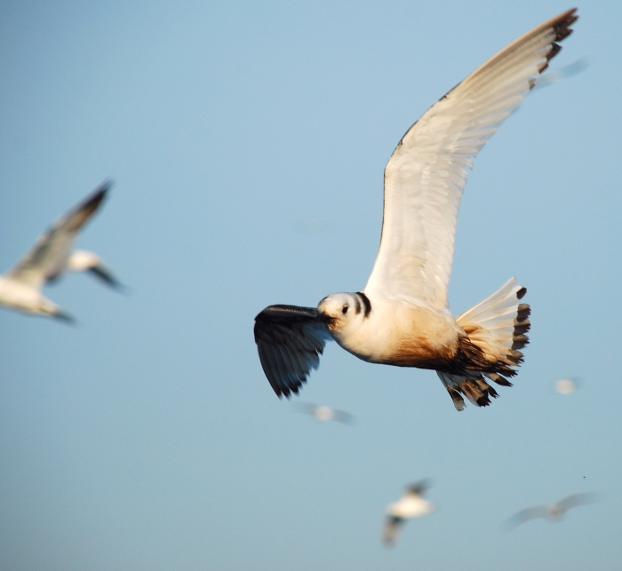 Oiled kittiwake