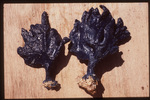 Lamellomorpha strongylata NIWA 93474