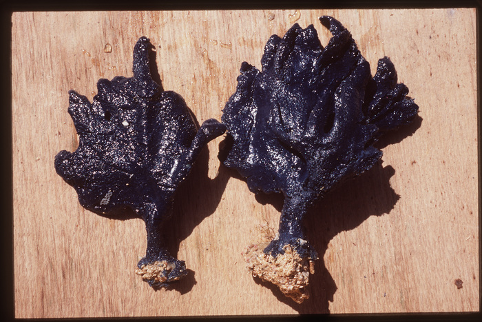 Lamellomorpha strongylata NIWA 93474