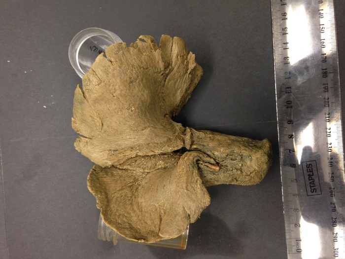 Lamellomorpha australis Holotype NIWA 89736