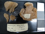 Lamellomorpha strongylata Holotype NIWA 356