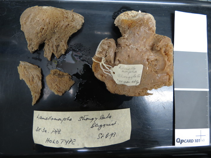 Lamellomorpha strongylata Holotype NIWA 356
