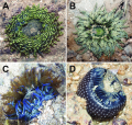 Sea anemones (Cnidaria, Actiniaria) of Singapore: redescription and taxonomy of Phymanthus pinnulatus Martens in Klunzinger, 1877

	April 2019
	ZooKeys 840(9):1-20

DOI:10.3897/zookeys.840.31390 , https://www.researchgate.net/publication/332565127_Sea_anemones_Cnidaria_Actiniaria_of_Singapore_redescription_and_taxonomy_of_Phymanthus_pinnulatus_Martens_in_Klunzinger_1877


	License
	CC BY 4.0



	Project: Revision of the Phymanthidae


