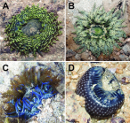 Sea anemones (Cnidaria, Actiniaria) of Singapore: redescription and taxonomy of Phymanthus pinnulatus Martens in Klunzinger, 1877

	April 2019
	ZooKeys 840(9):1-20

DOI:10.3897/zookeys.840.31390 , https://www.researchgate.net/publication/332565127_Sea_anemones_Cnidaria_Actiniaria_of_Singapore_redescription_and_taxonomy_of_Phymanthus_pinnulatus_Martens_in_Klunzinger_1877


	License
	CC BY 4.0



	Project: Revision of the Phymanthidae


