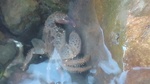 Eriphia Verrucosa (Forskal, 1775)