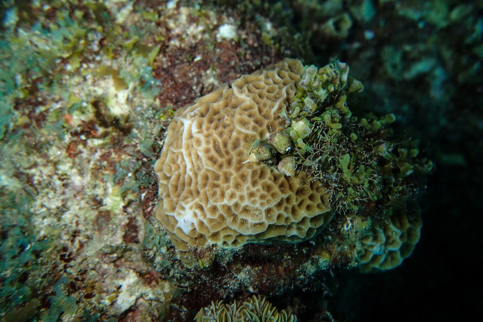 Coralliophila galea feed on Agaricia humilis 