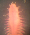 Polychaeta (bristle worms)