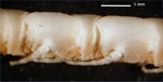 Antedon acutiradia Carpenter, 1888 Holotype BMNH 88.11.9.15